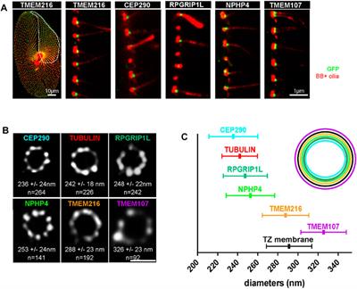 Paramecium, a Model to Study Ciliary Beating and Ciliogenesis: Insights From Cutting-Edge Approaches